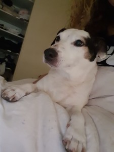 Photo de galerie - Garde chien