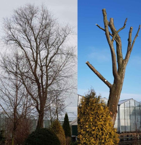 Photo de galerie - Taille d’arbres et Abbatage d’arbres 