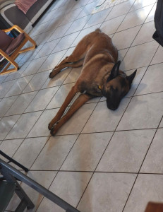 Photo de galerie - Garde chien