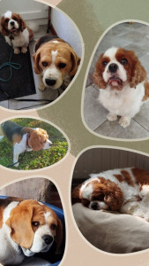 Photo de galerie - Garde chien