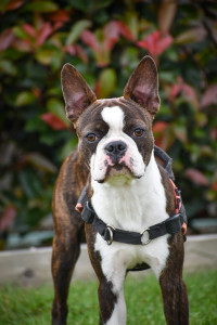 Photo de galerie - Un gentil Boston terrier de 7 mois gardé en août ?