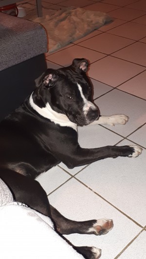 Photo de galerie - Garde chien