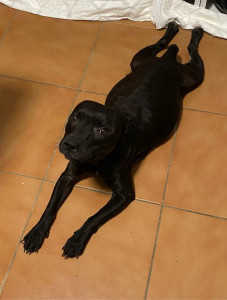 Photo de galerie - Famille d’accueil pour cette chienne et ses petits qui étaient en refuge 