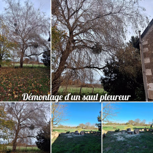 Photo de galerie - Démontage  d'un  saul pleureur  