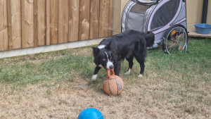 Photo de galerie - Garde chien