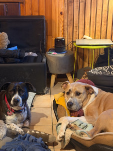 Photo de galerie - Garde de chien 