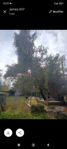 Photo de galerie - élaguer sur les côtés et la hauteur d'un arbre saule pleureur