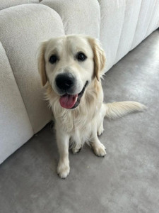 Photo de galerie - Garde chien