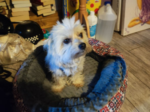 Photo de galerie - Je garde pendant 15 jours pour la deuxième année ce petit chien croisé Chihuahua et Yorkshire de 6 ans très gentil, câlin, affectueux et calme, un amour de toutou 