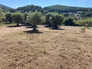Photo de galerie - Tonte de pelouse - Débroussaillage