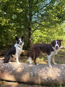 Photo de galerie - Mia et Asko, mes deux borders 