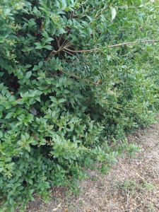 Photo de galerie - Taille de haies et d'arbustes