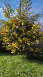 Photo de galerie - Paysagiste - Aménagement du jardin