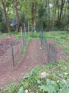Photo de galerie - Haricots verts et petits poids 