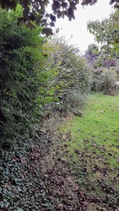 Photo de galerie - Taille de haies et d'arbustes