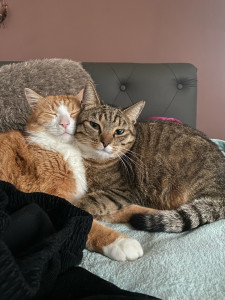 Photo de galerie - Je garde des animaux en tout genre et les promènes aussi 