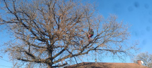 Photo de galerie - Déplacement en bout de branche 