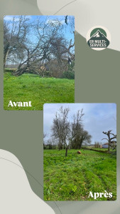Photo de galerie - Coupe arbres et nettoyage 