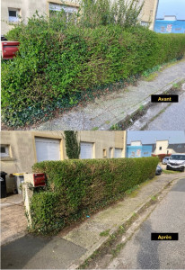 Photo de galerie - Taille de haies 