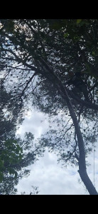 Photo de galerie - Élagage d'un pin