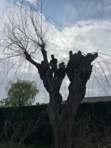 Photo de galerie - élagage d’arbre plus évacuation