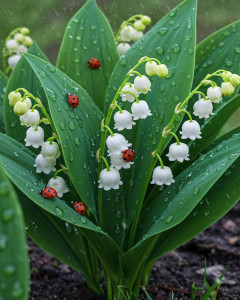 Photo de galerie - Propreté et bonheur 