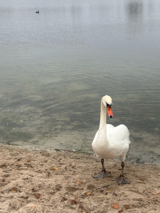 Photo de galerie - Nourri, différents, animaux également