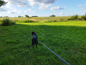 Photo de galerie - Garde chien