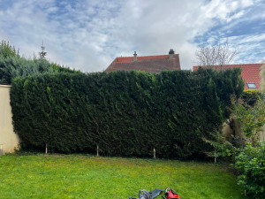 Photo de galerie - Taille de haie /2