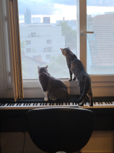 Photo de galerie - Je possède deux chats.
Ils sont très amicale.

Nos fenêtres sont protégés par des moustiquaires.