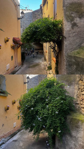 Photo de galerie - Taille d’un Plumbago