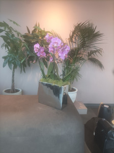 Photo de galerie - Végétalisation bureaux