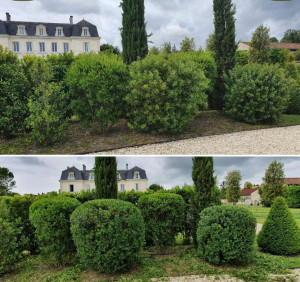 Photo de galerie - Taillages d’arbustes 