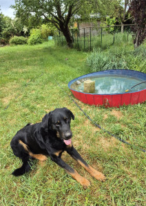 Photo de galerie - Garde chien