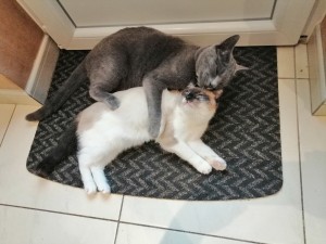 Photo de galerie - Ce sont les 2 chats que j envois aux personnes âgées avec pleins de tendresse 