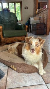 Photo de galerie - Garde de chien à domicile 