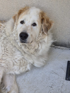 Photo de galerie - Garde chien