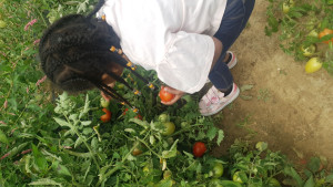 Photo de galerie - Cueillette de tomates !