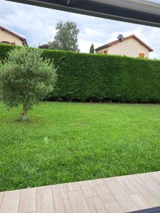 Photo de galerie - Taille de haie et gazon.