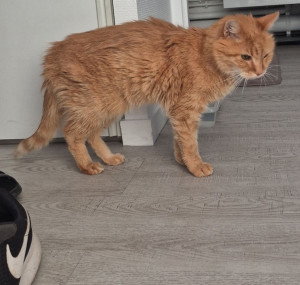 Photo de galerie - Garde d'un papi chat Roucky de 19 ans 