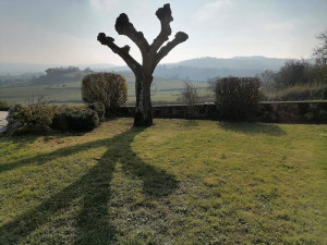 Photo de galerie - Taille et entretien de jardin.
Elagage.