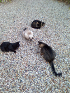 Photo de galerie - Mes chats doudou, swetie, simba et la petite souris (nom de la petite chatte noire) face à un mulot (le mulot a survécu)
