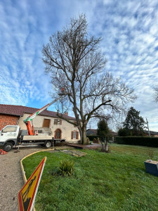 Photo de galerie - Elagage et coupe d'arbres