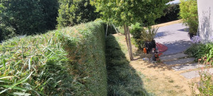 Photo de galerie - Taille de haies et d'arbustes