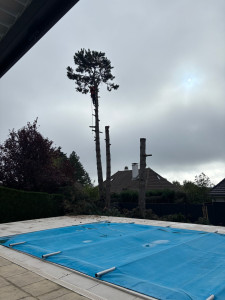 Photo de galerie - Élagage