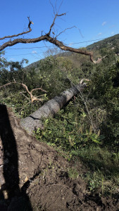 Photo de galerie - Abbatage d'arbre évacuation de tronc 
