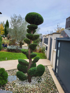 Photo de galerie - Taille architecturale en nuages (niwaki) sur un magnifique arbuste persistant. Un travail de précision minutieux pour structurer le jardin et lui apporter une touche graphique et élégante unique.
