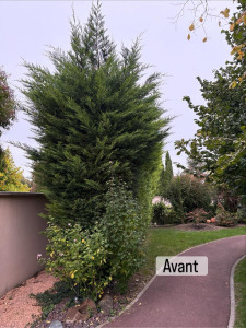 Photo de galerie - Taille de haies et d'arbustes