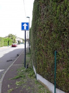 Photo de galerie - Taille de sapin 