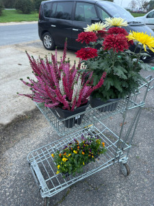Photo de galerie - Entretien de cimetière 